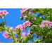 Alteya Organics - Økologisk Rose Geranium olie